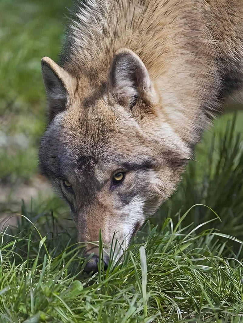 Alt text: Close-up of a wolf sniffing grass in a natural environment.