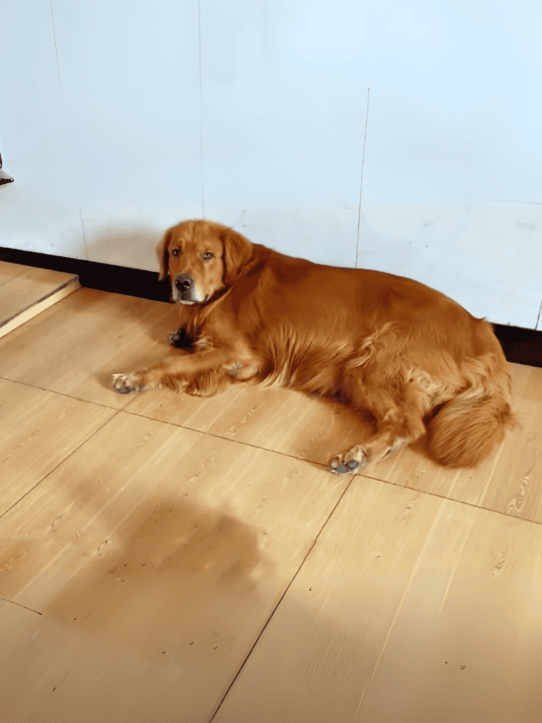 Dog lie down.