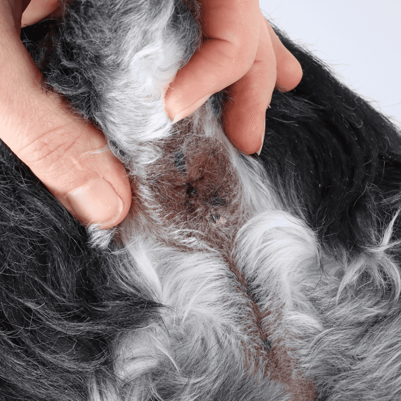Close-up of a dog's skin showing flea bites and irritation, emphasizing the importance of pet health and flea prevention.