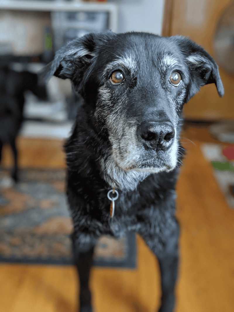Dog looking directly at camera with attentive eyes.
