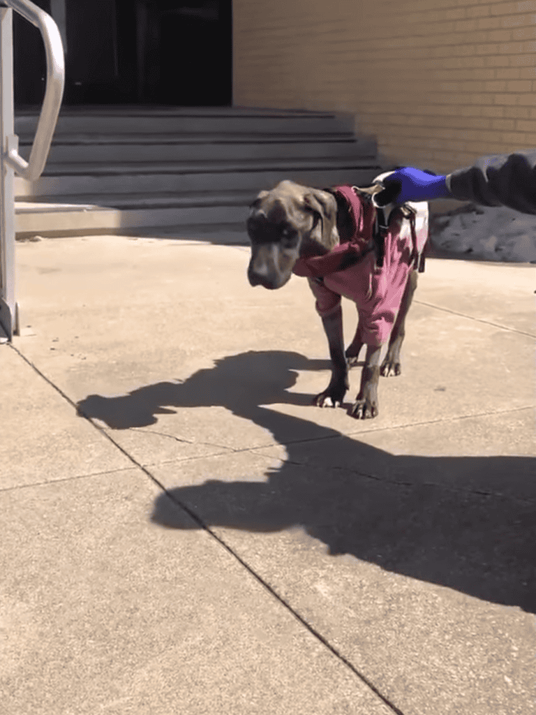 Dog walking service dog in pink jacket outside, shadow casting on sidewalk, trained and cared for pet.