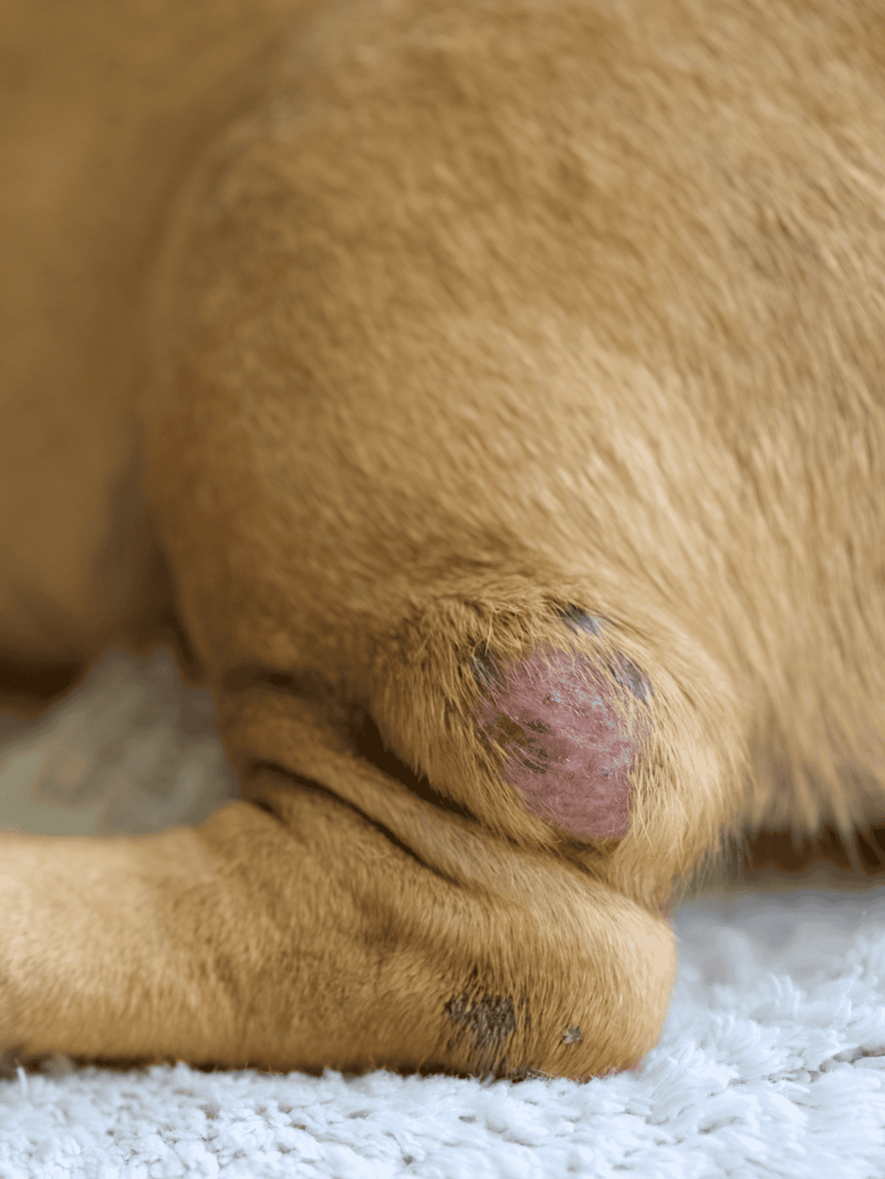 Close-up of a young dog's tail with a healing wound, showing skin recovery and care needs.