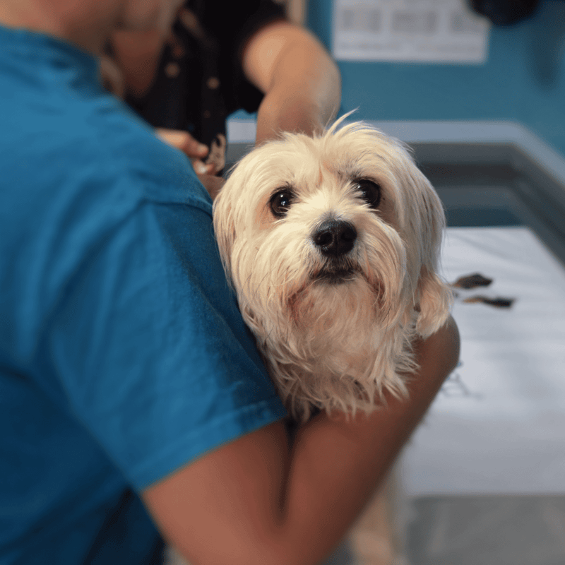 Close-up of a cute dog at the vet clinic.