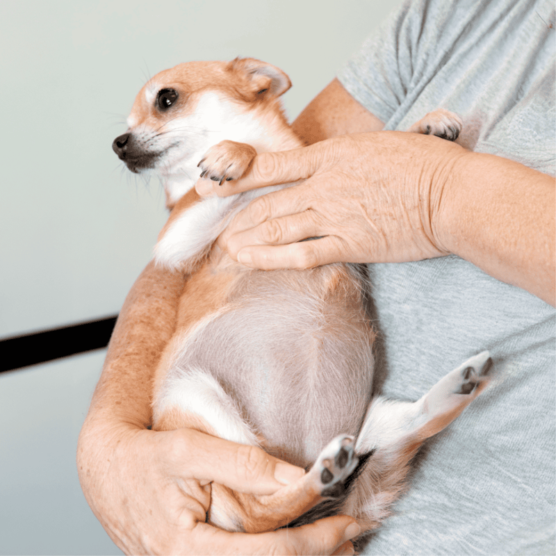 Adorable puppy in a caring person's arms, highlighting pet health and safety.