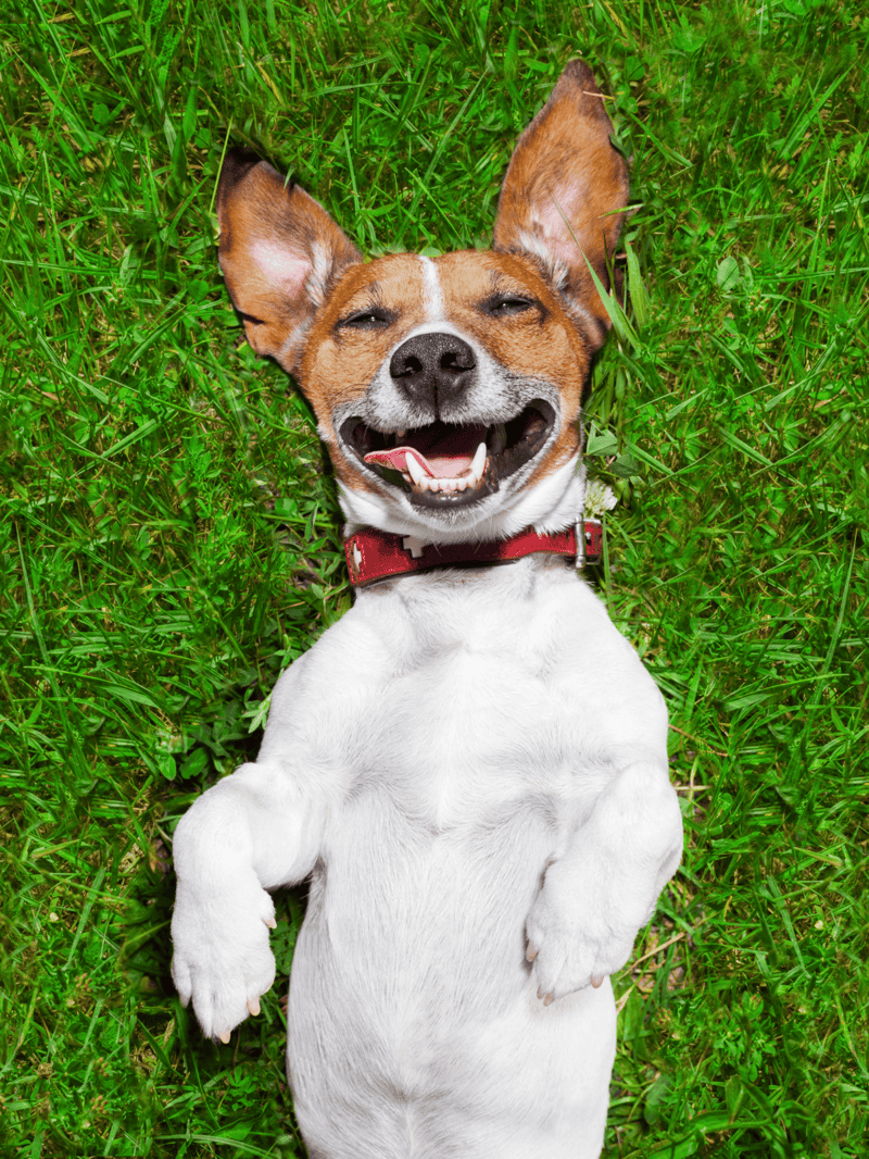 Dog lying on grass, happy and playful, enjoying outdoor fun.
