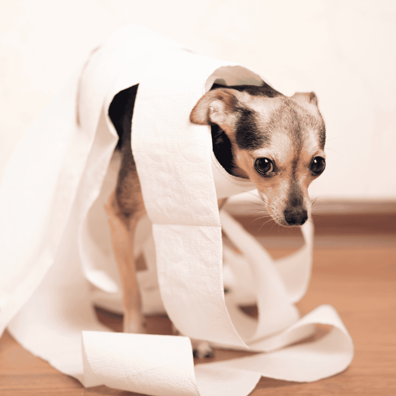 Adorable puppy peeking through torn toilet paper roll, playful and cute.