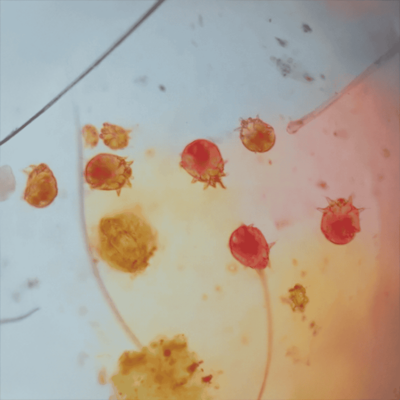 Close-up image of hookworm and roundworm eggs in dog stool sample.