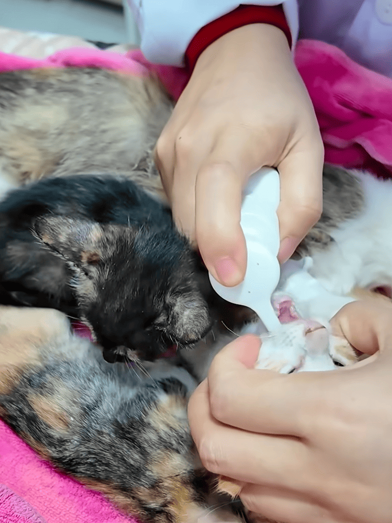 Alt="Person hand feeding newborn kittens with milk using a bottle, caring for tiny kittens on pink blanket".