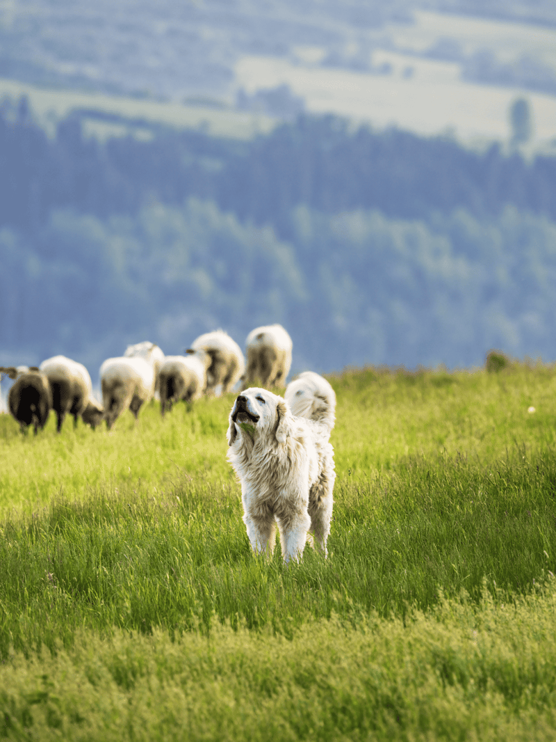 Dog herding sheep, outdoor dog training, rural landscape, farm animals, herding dog in action.