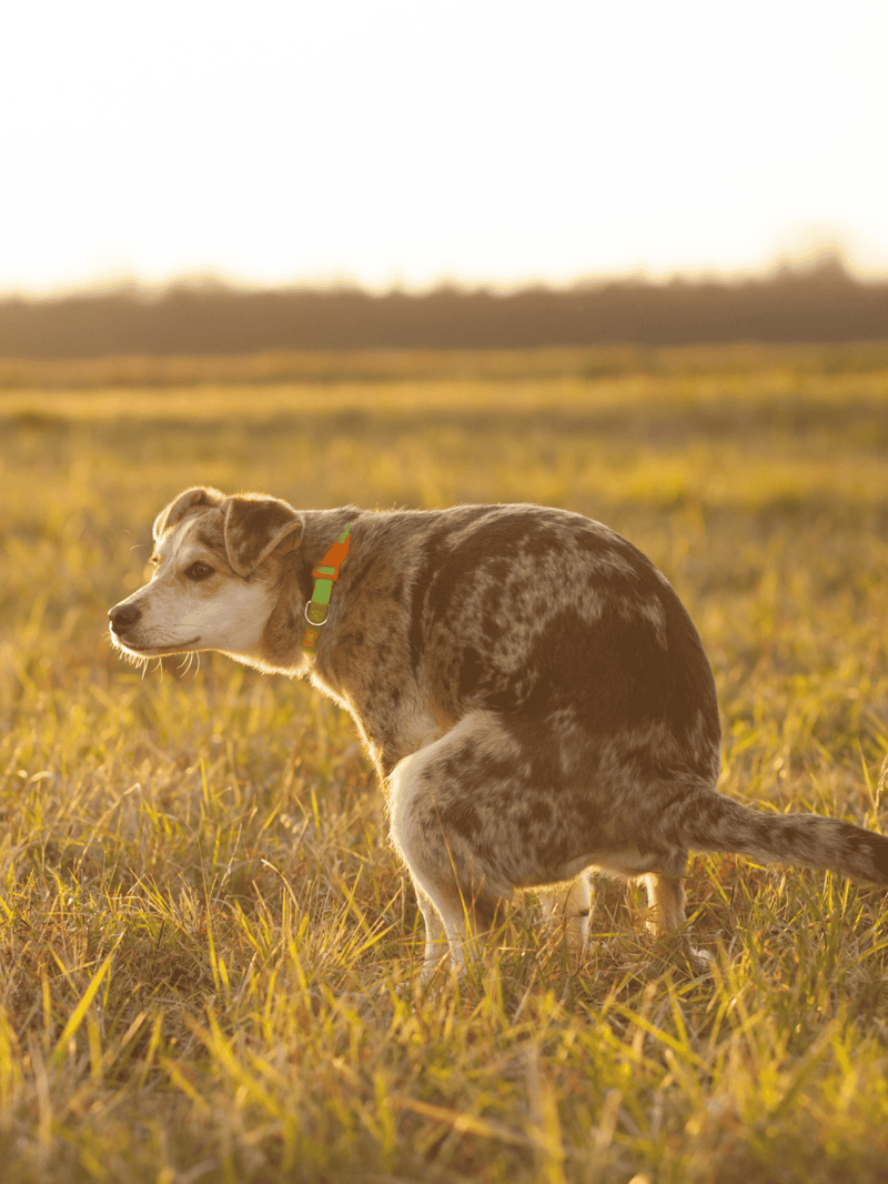 Active Australian Shepherd dog enjoying outdoor field.