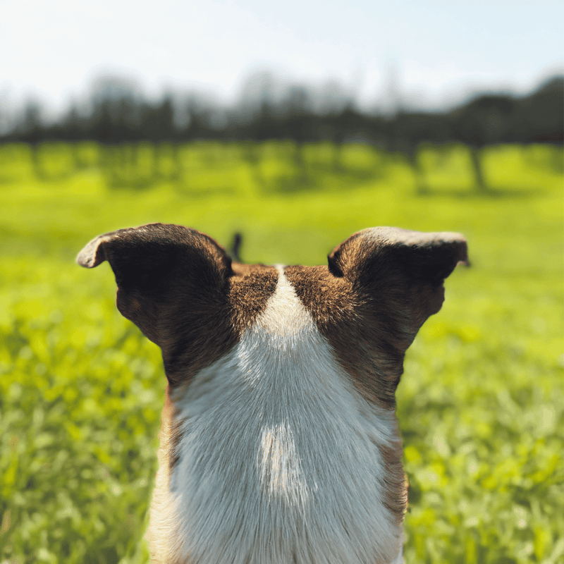 Close-up of a dog's back and ears looking out over a grassy field in sunlight.