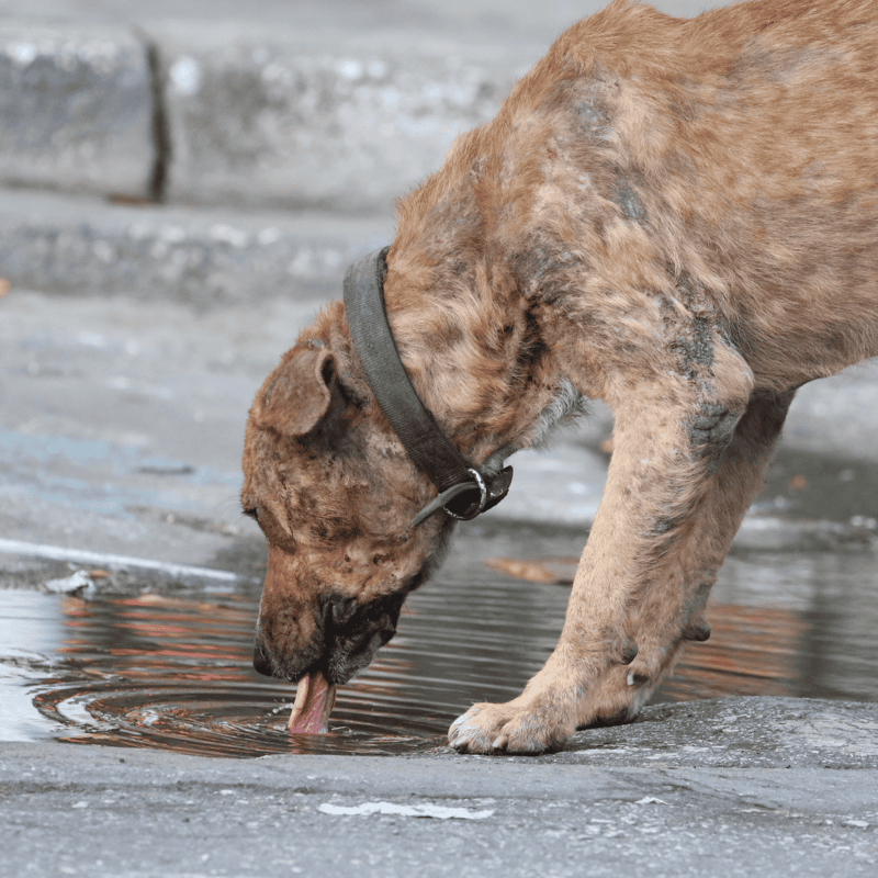 Adorable dog with a collar, thirsty and playing outside in an urban environment.