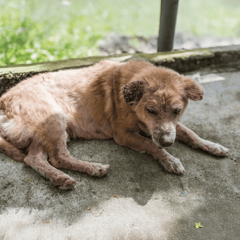 Image of a sick, injured stray dog lying on the ground outside.