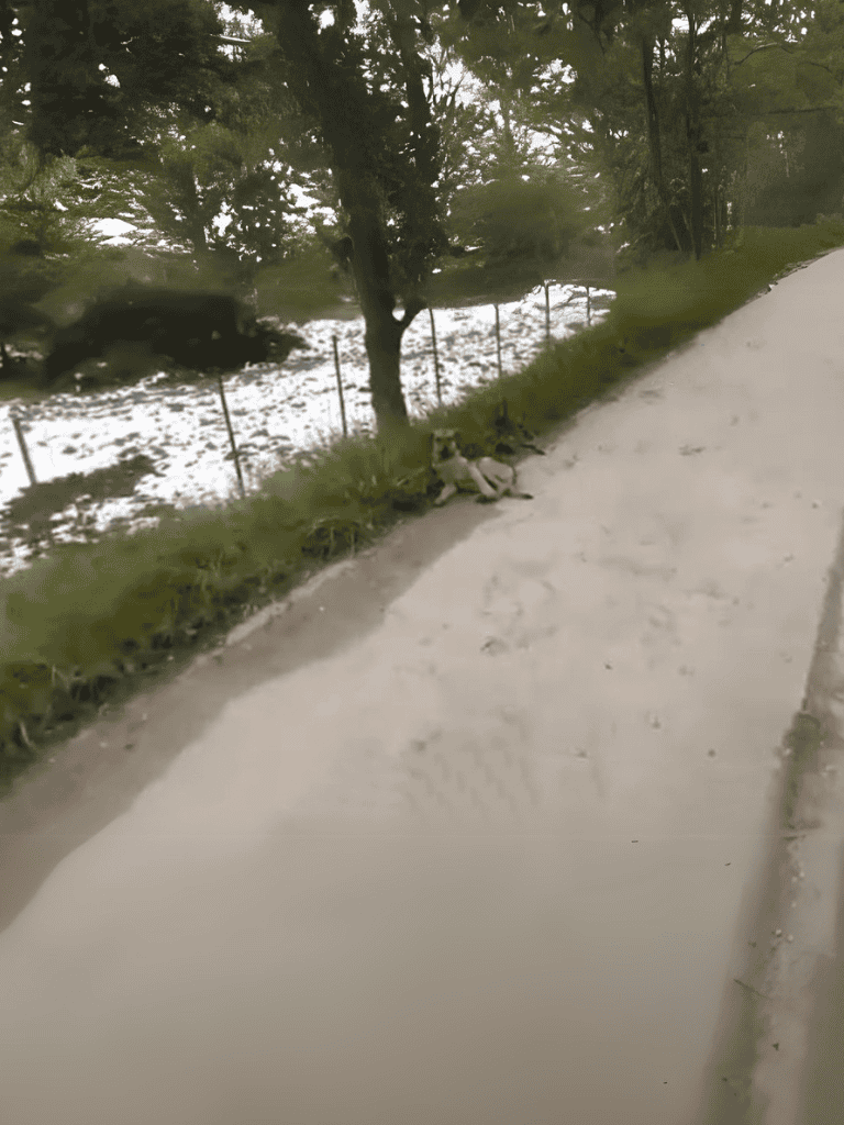 Dog relaxing beside river on a scenic nature trail.
