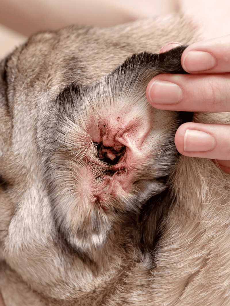 Dog ears infection treatment.