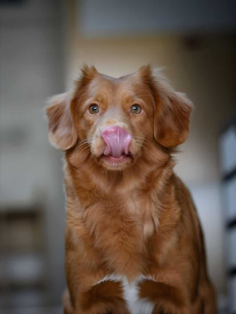 Cute dog licking nose, adorable Australian Shepherd with brown fur and bright eyes.