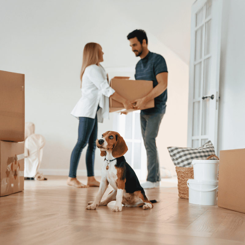 Pets+helping+move+new+home+with+family.