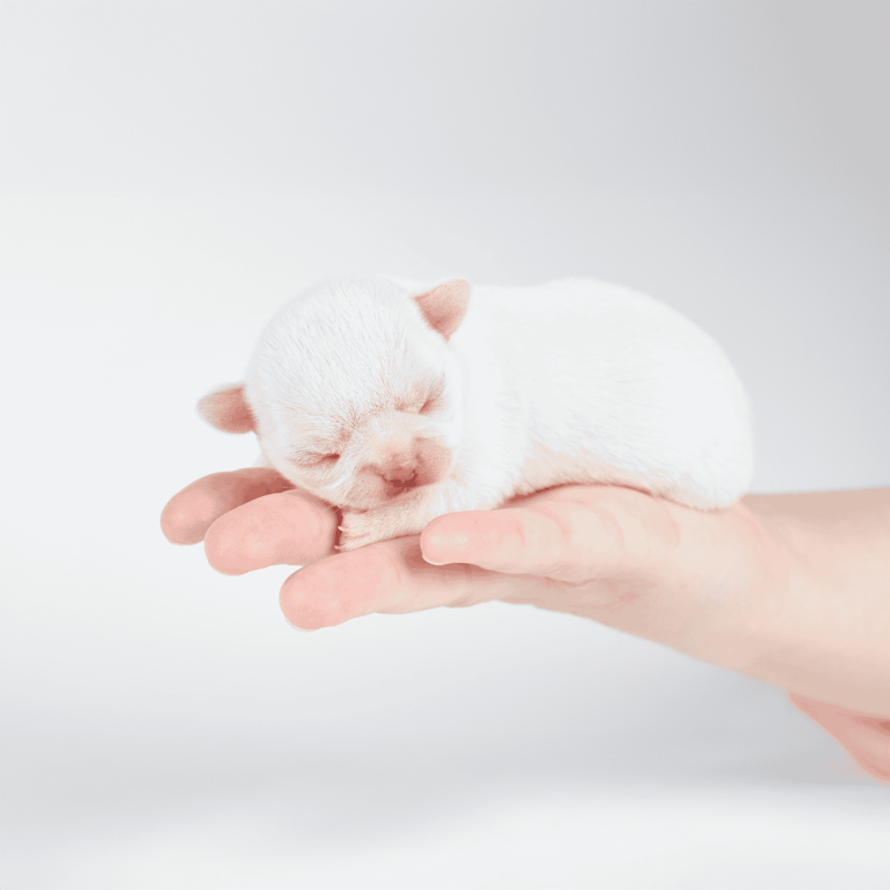 Cute white newborn puppy resting peacefully on hand.