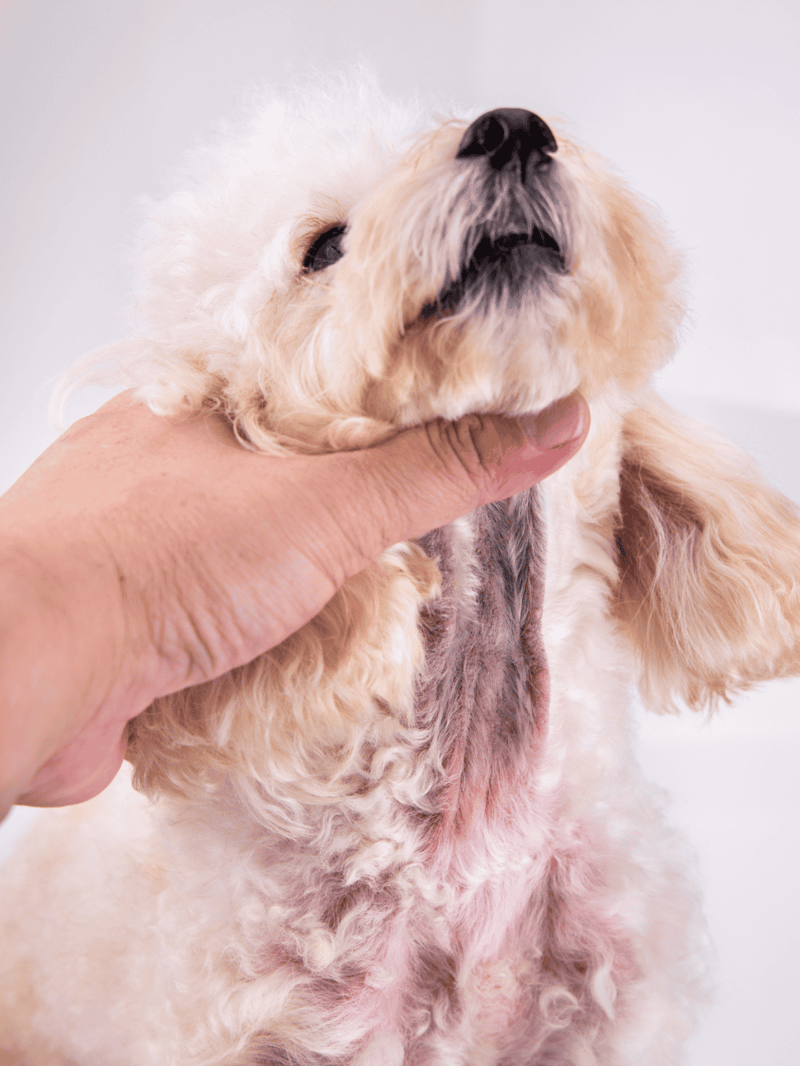 Close-up of a veterinarian checking a curly-haired dog’s throat during a health exam.