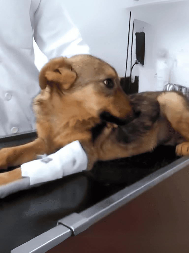 Friendly dog receiving urgent veterinary care, veterinary professional treating dog injury.