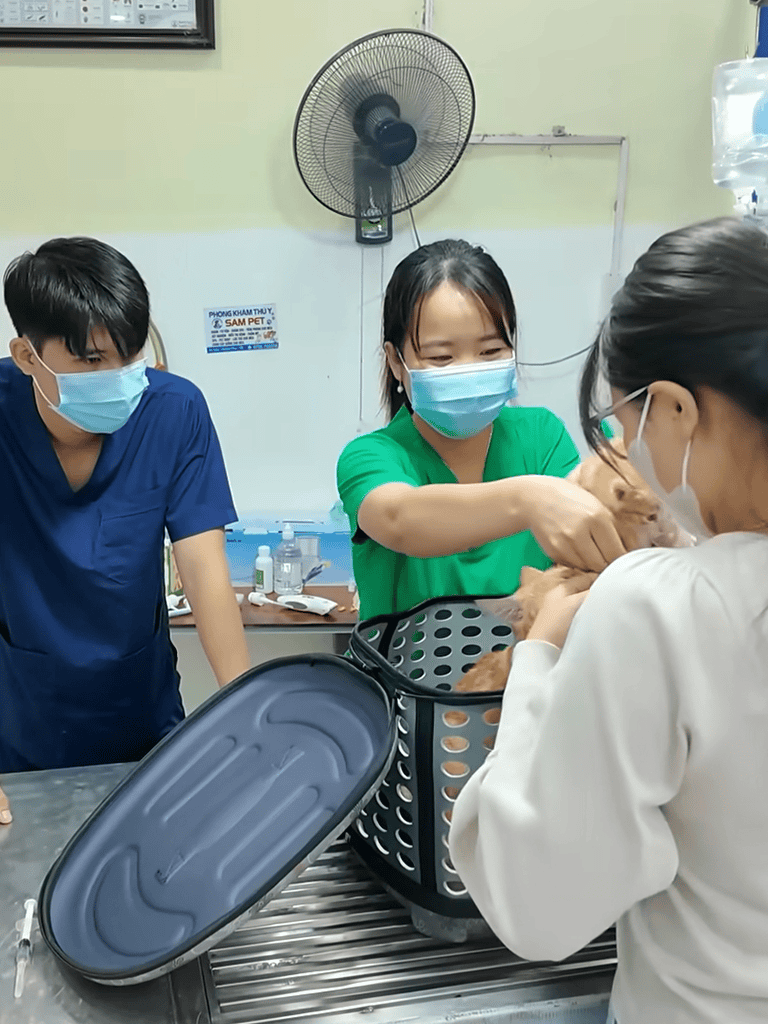 Vet team examining dog in clinic.