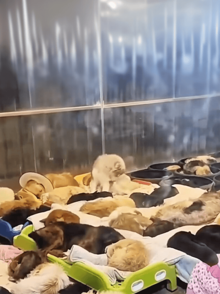 Adorable puppies in a shelter, waiting for loving homes, resting on blankets, and some playing together.