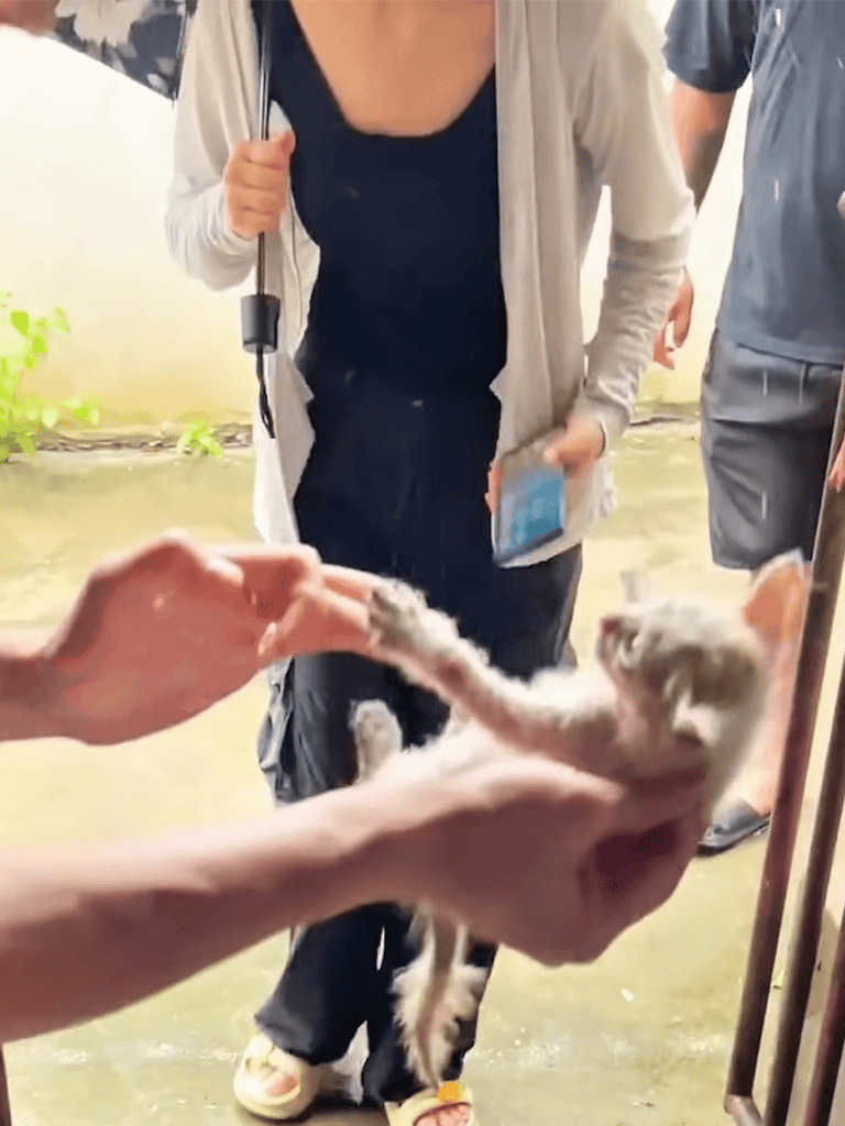 Puppy veterinary checkup and wellness exam for healthy dogs.