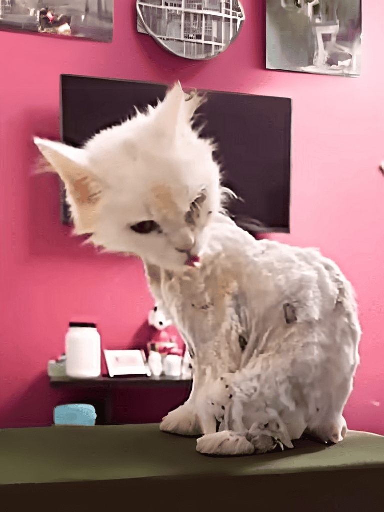 Alt text: Fluffy white cat sitting on grooming table in a pet salon with pink wall background.