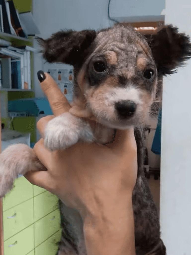 Cute mixed breed puppy with expressive eyes, perfect for loving homes.