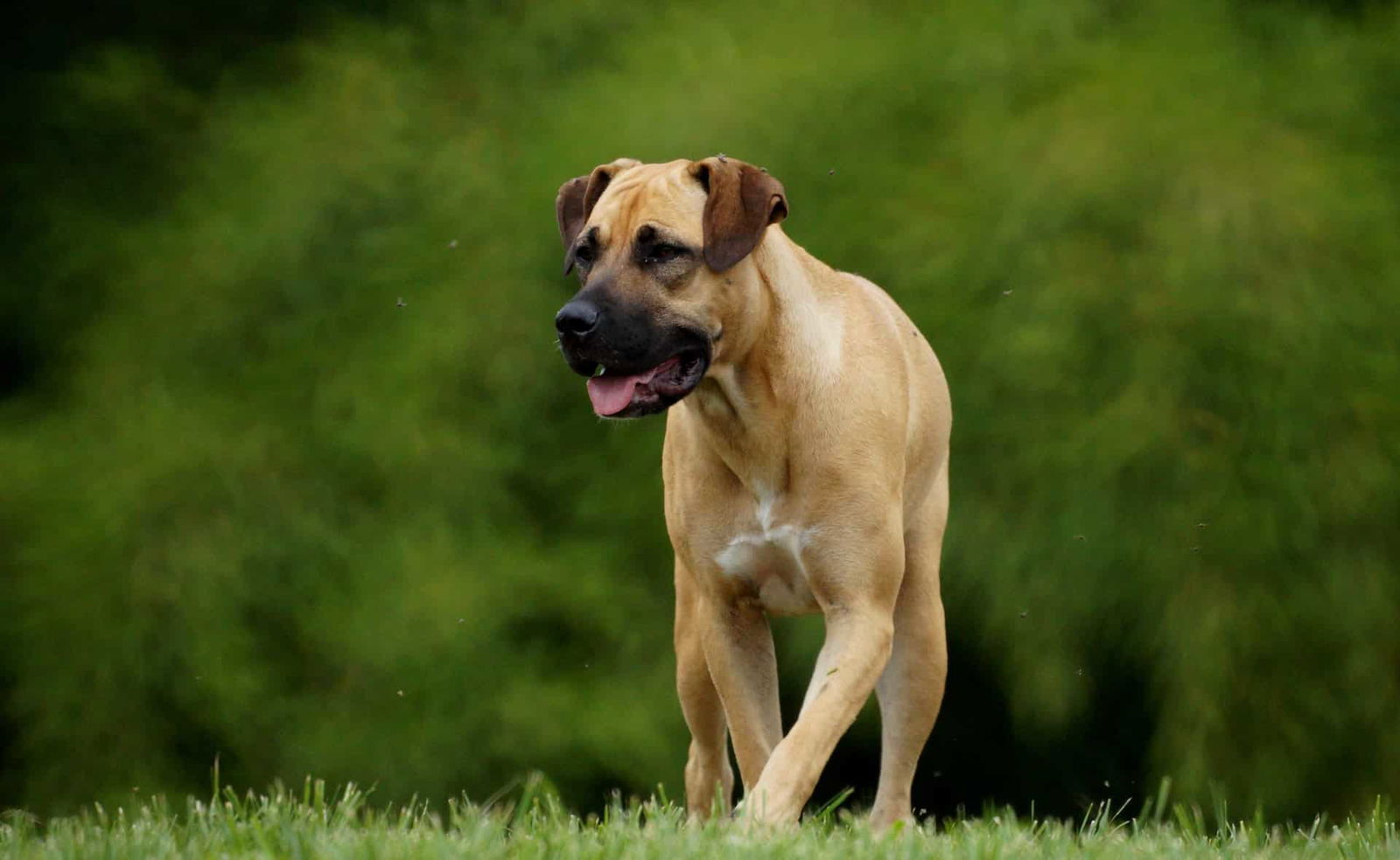 Boerboel photo 2