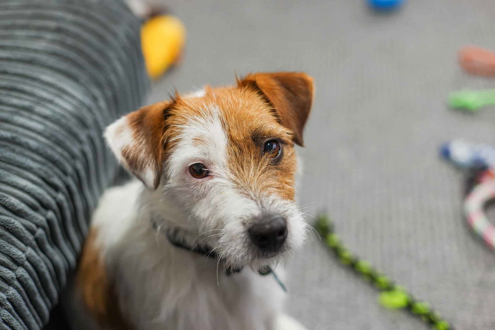 Jack Russell Terrier photo 2