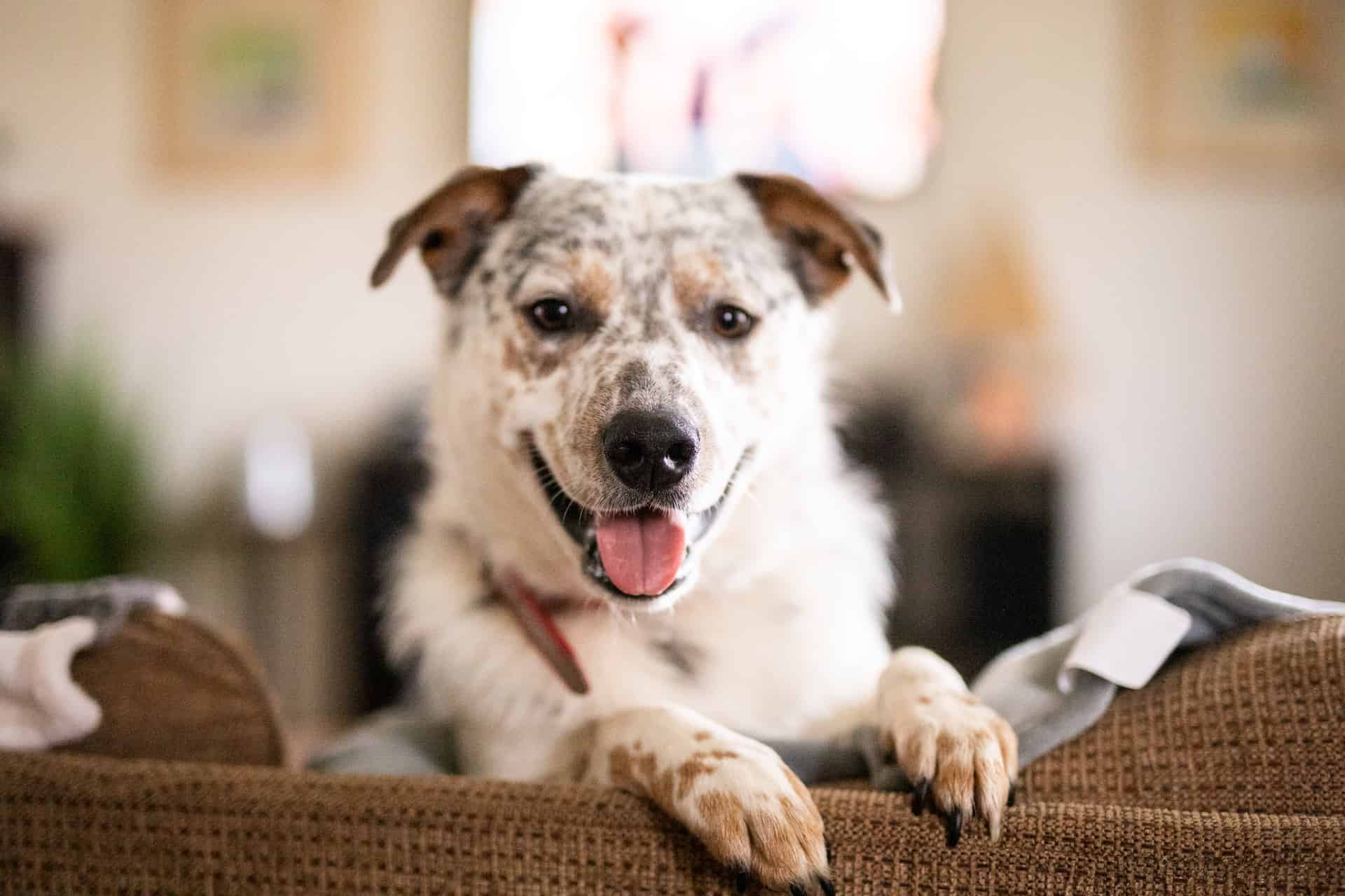 Texas Heeler photo 2
