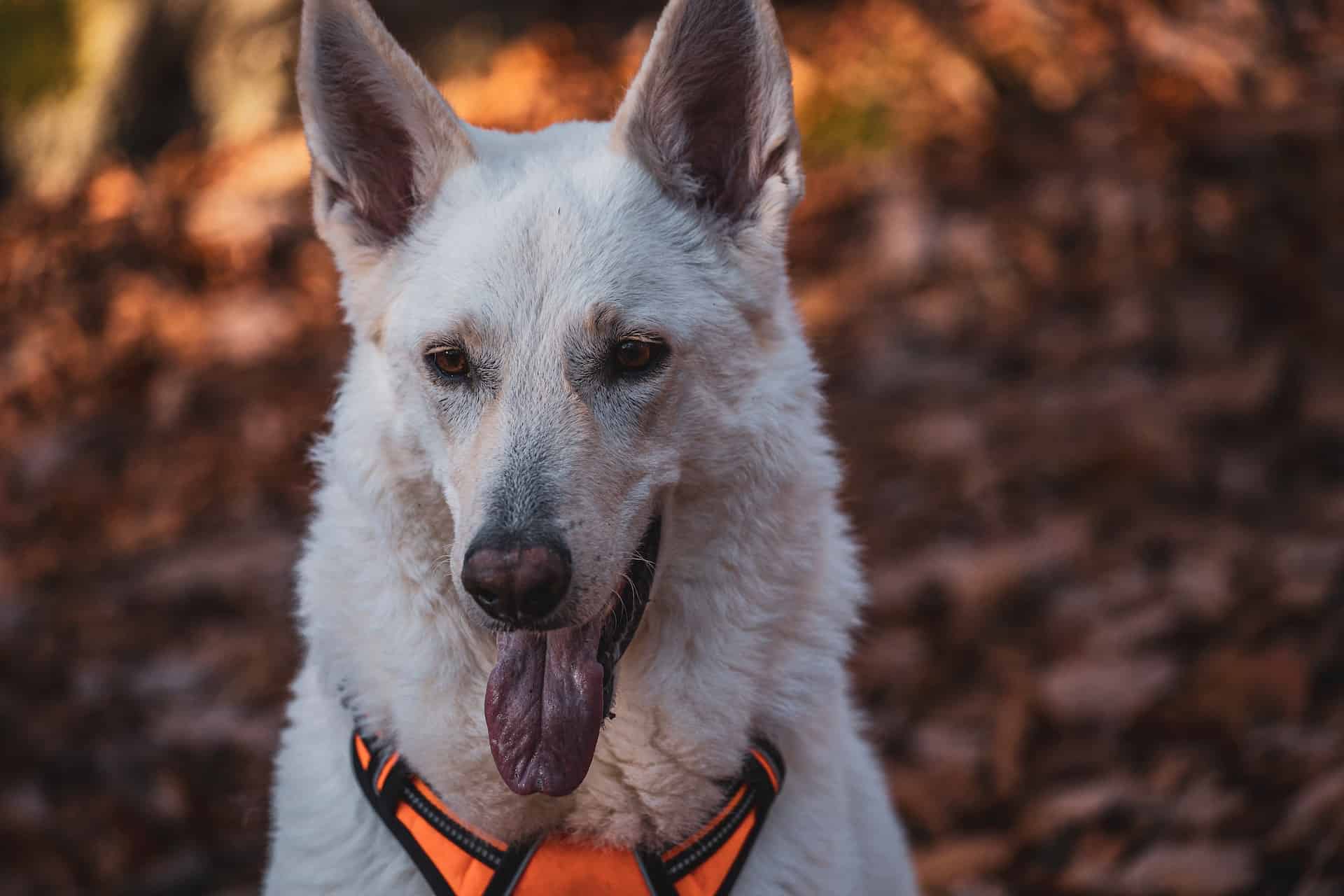 American White Shepherd photo 2