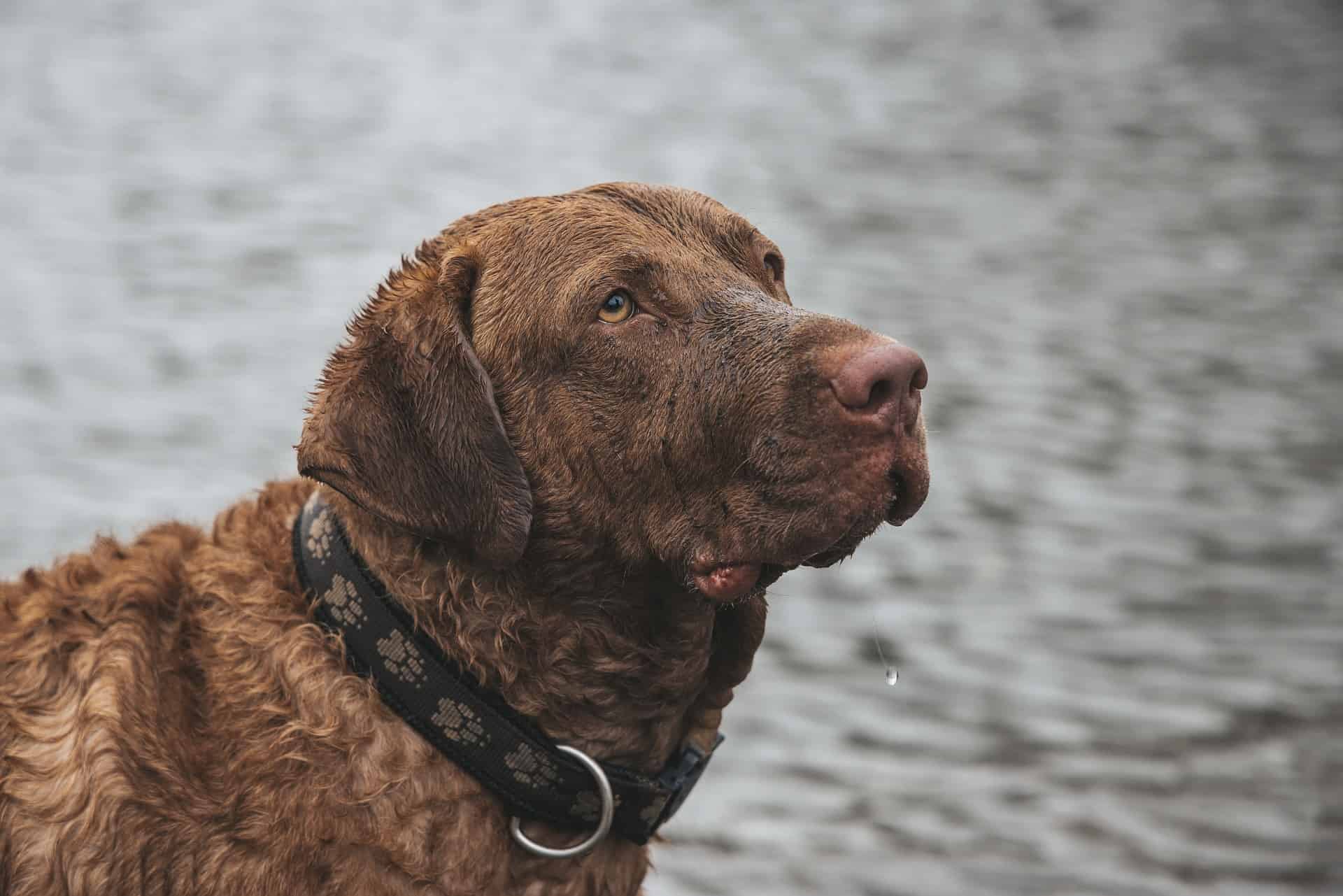 Chesapeake Bay Retriever photo 2
