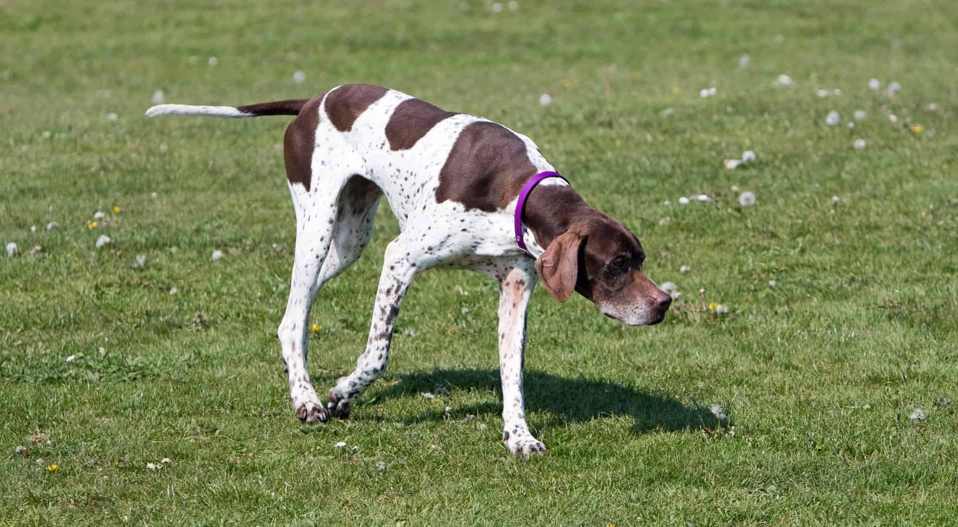 English Pointer photo 2