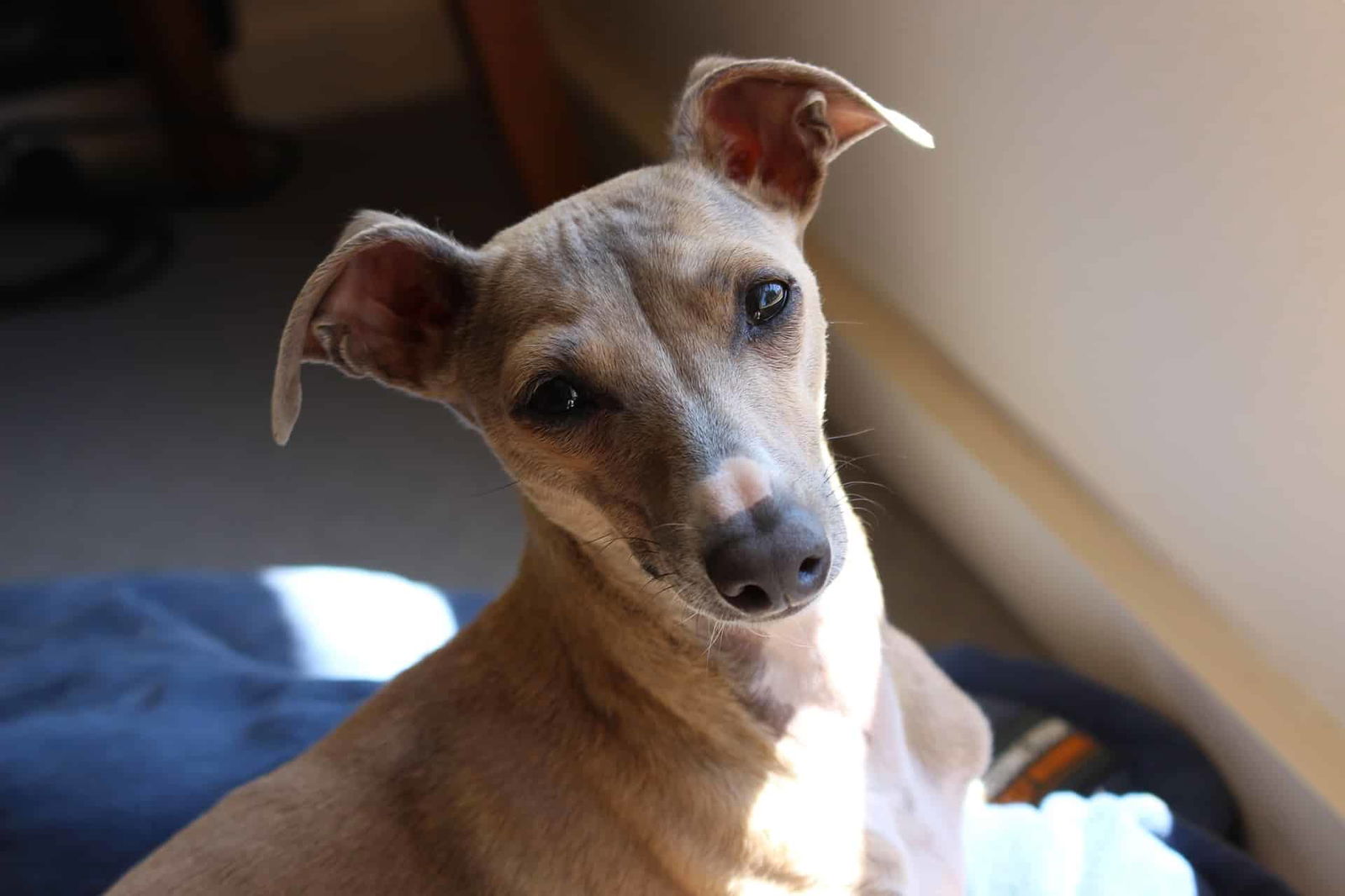 Italian Greyhound photo 2