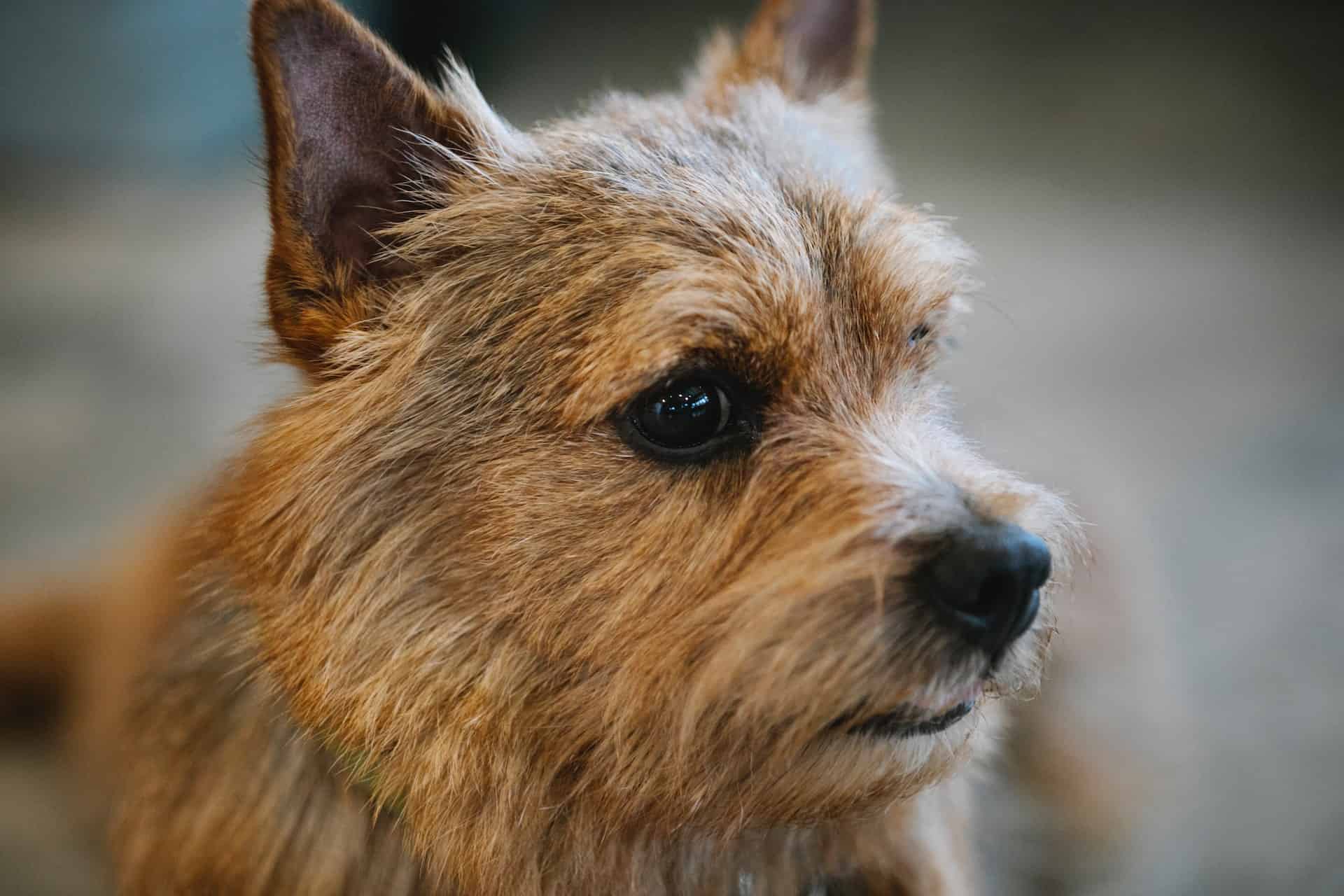 Norwich Terrier photo 2