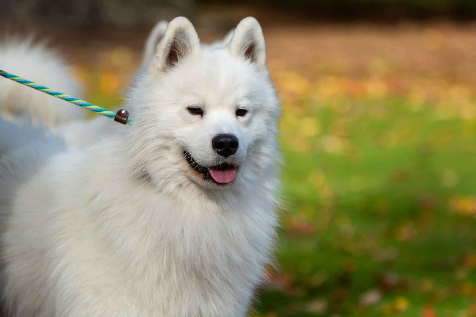 Adorable white Husky puppy on a leash, enjoying a walk in the park.