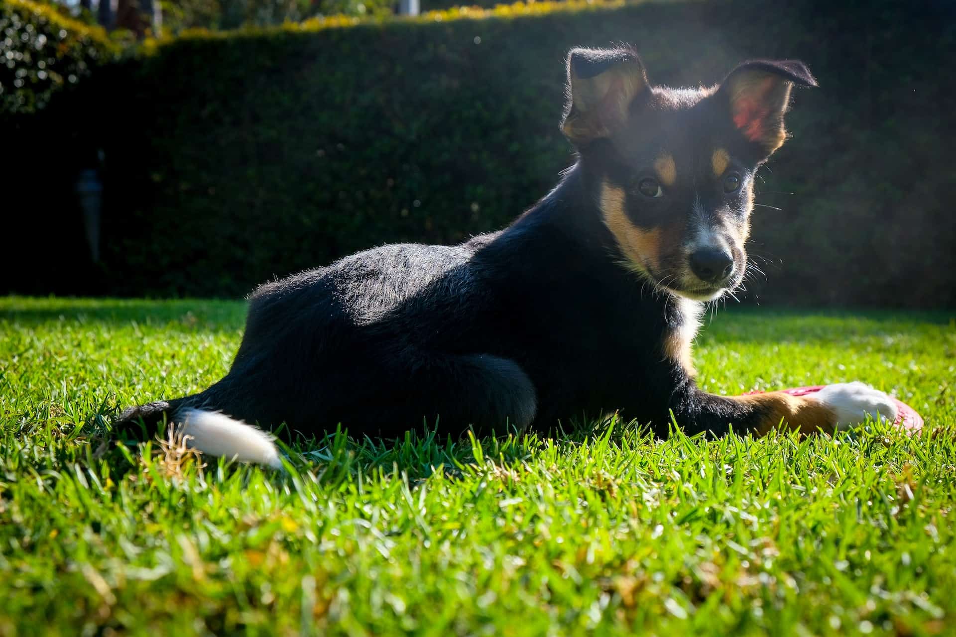 Australian Kelpie photo 2