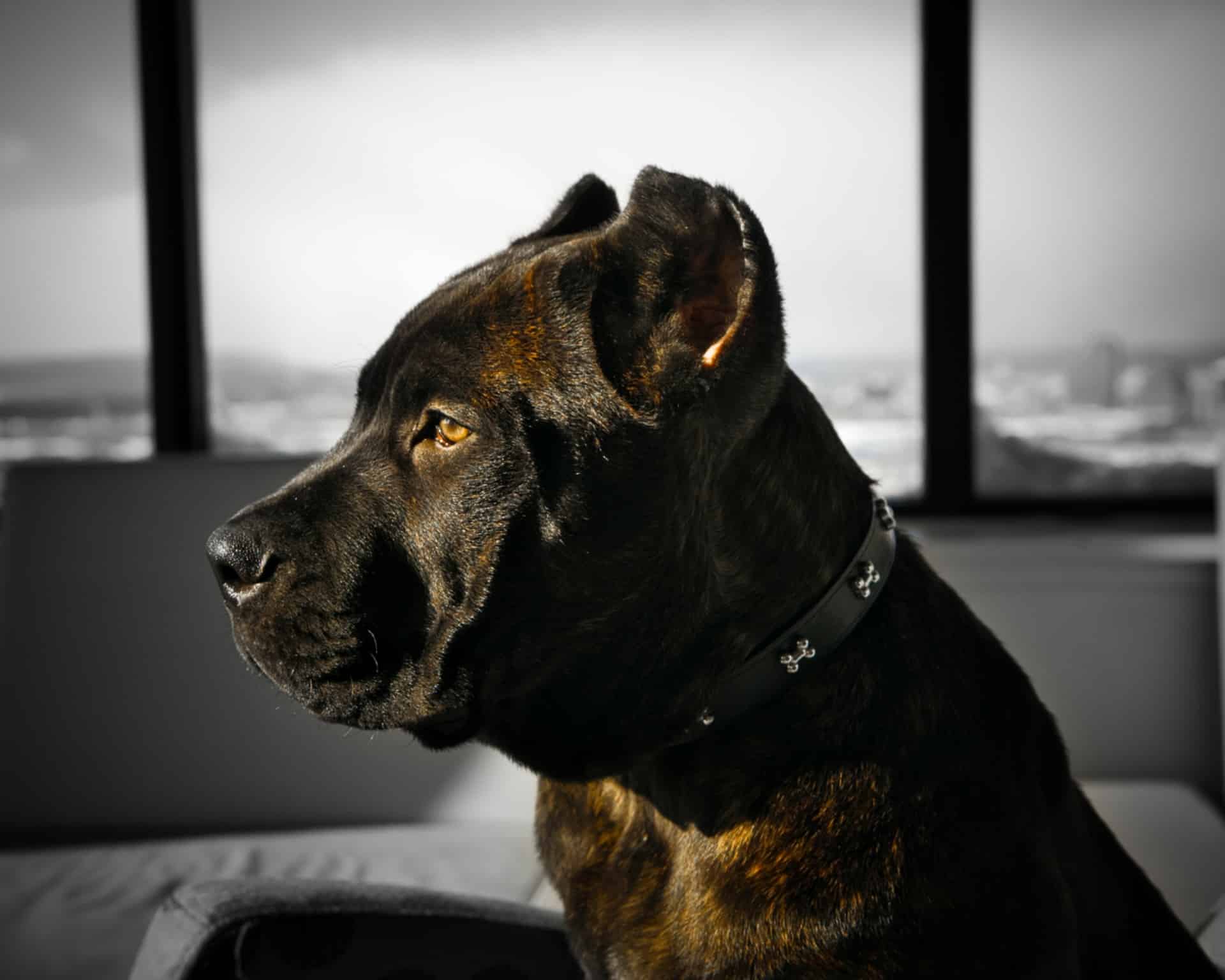 Cane Corso photo 2