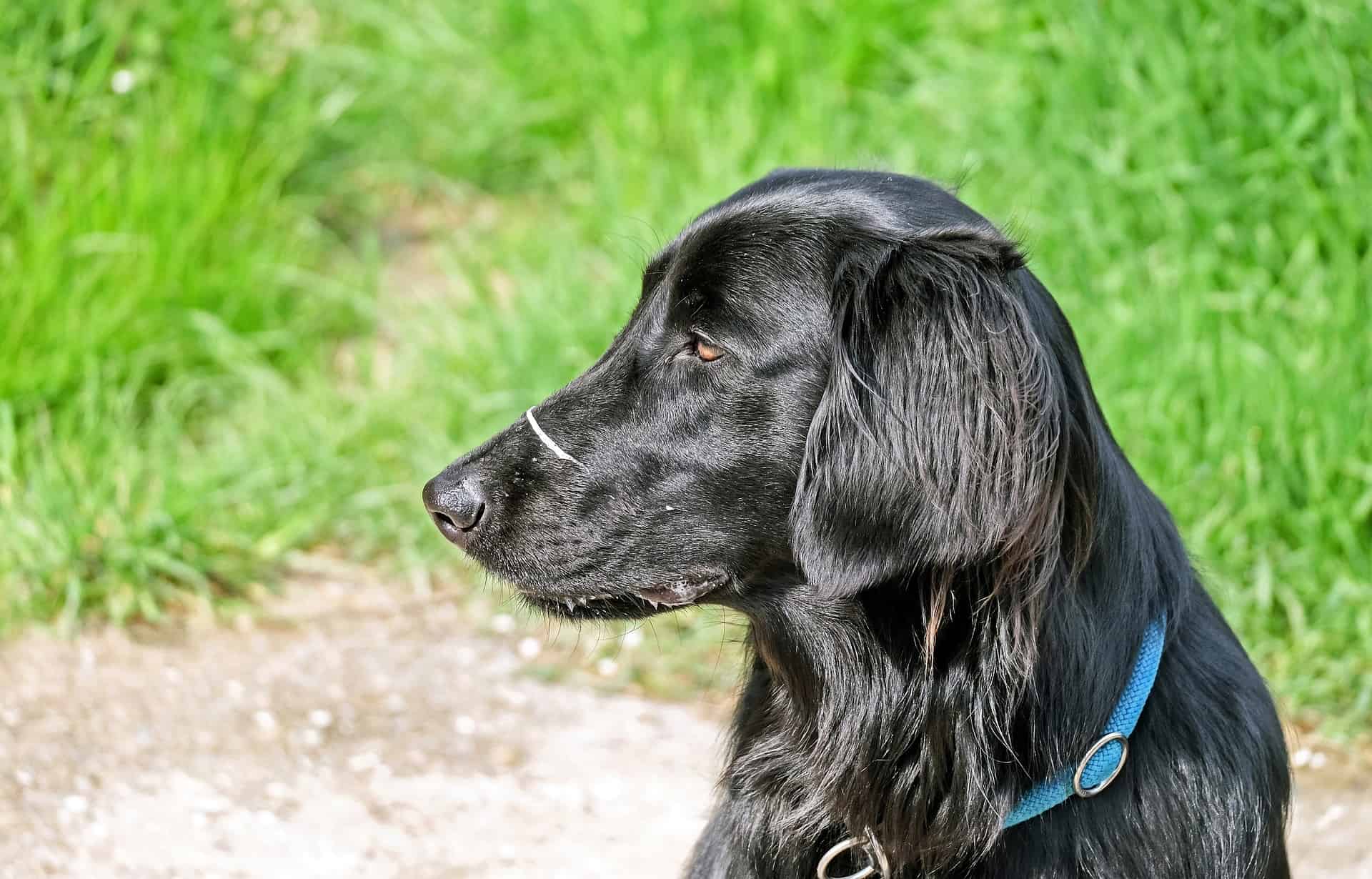 Flat-Coated Retriever photo 2