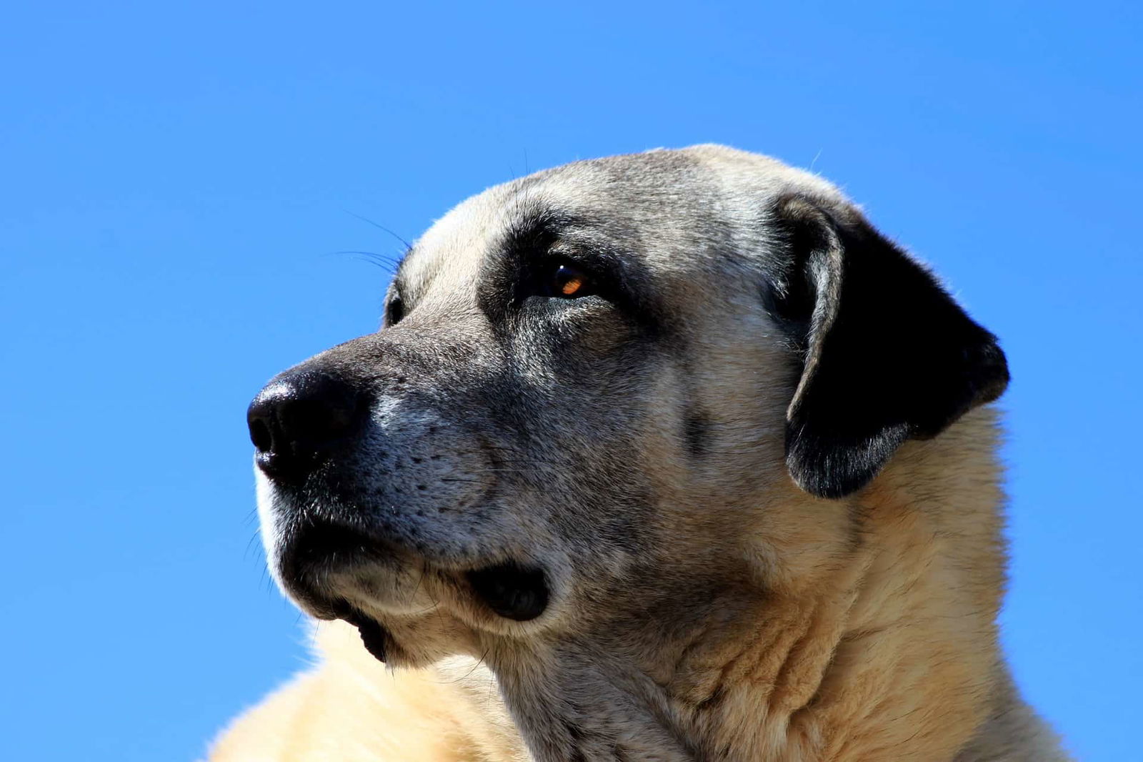 Kangal photo 2