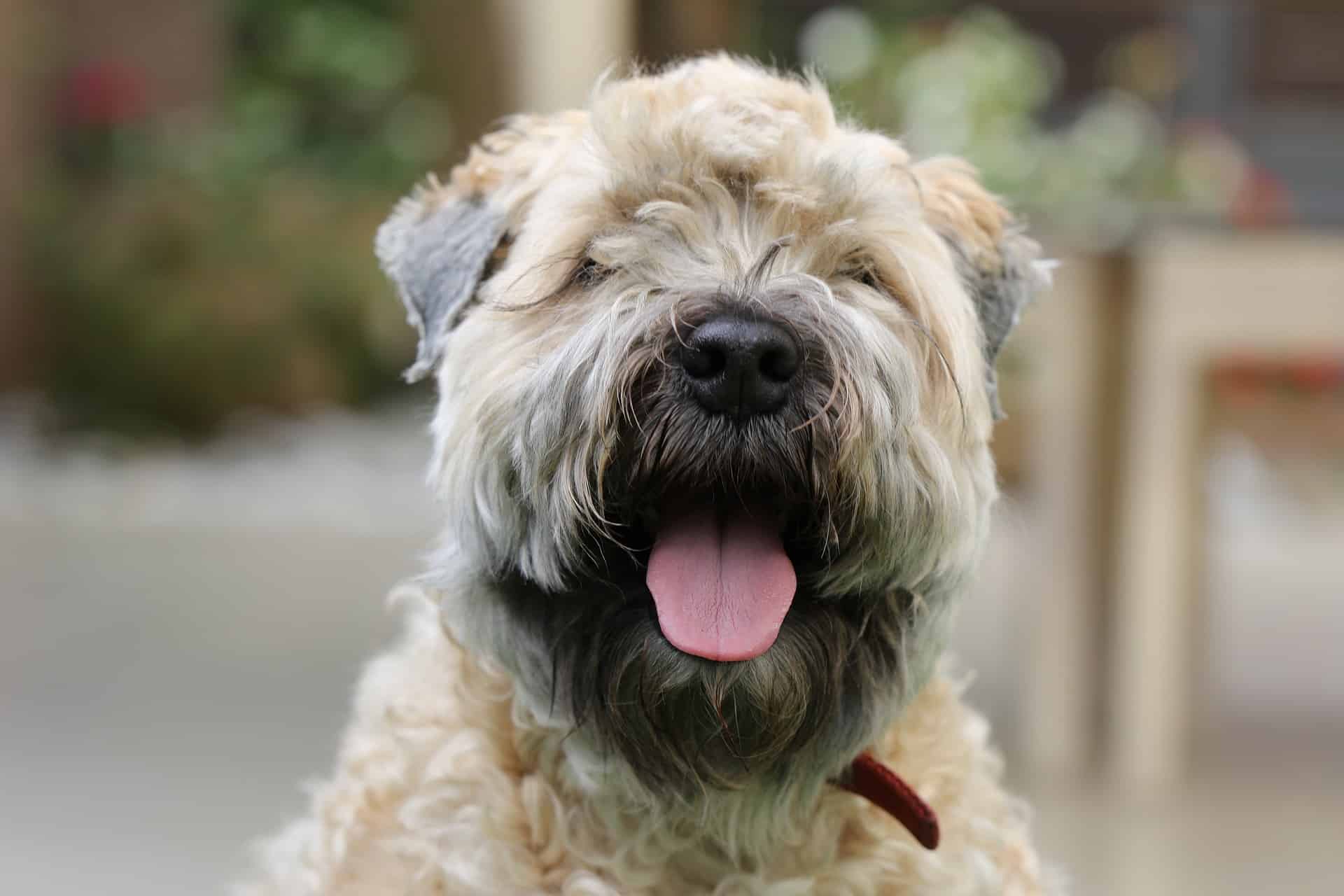 Soft Coated Wheaten Terrier photo 2