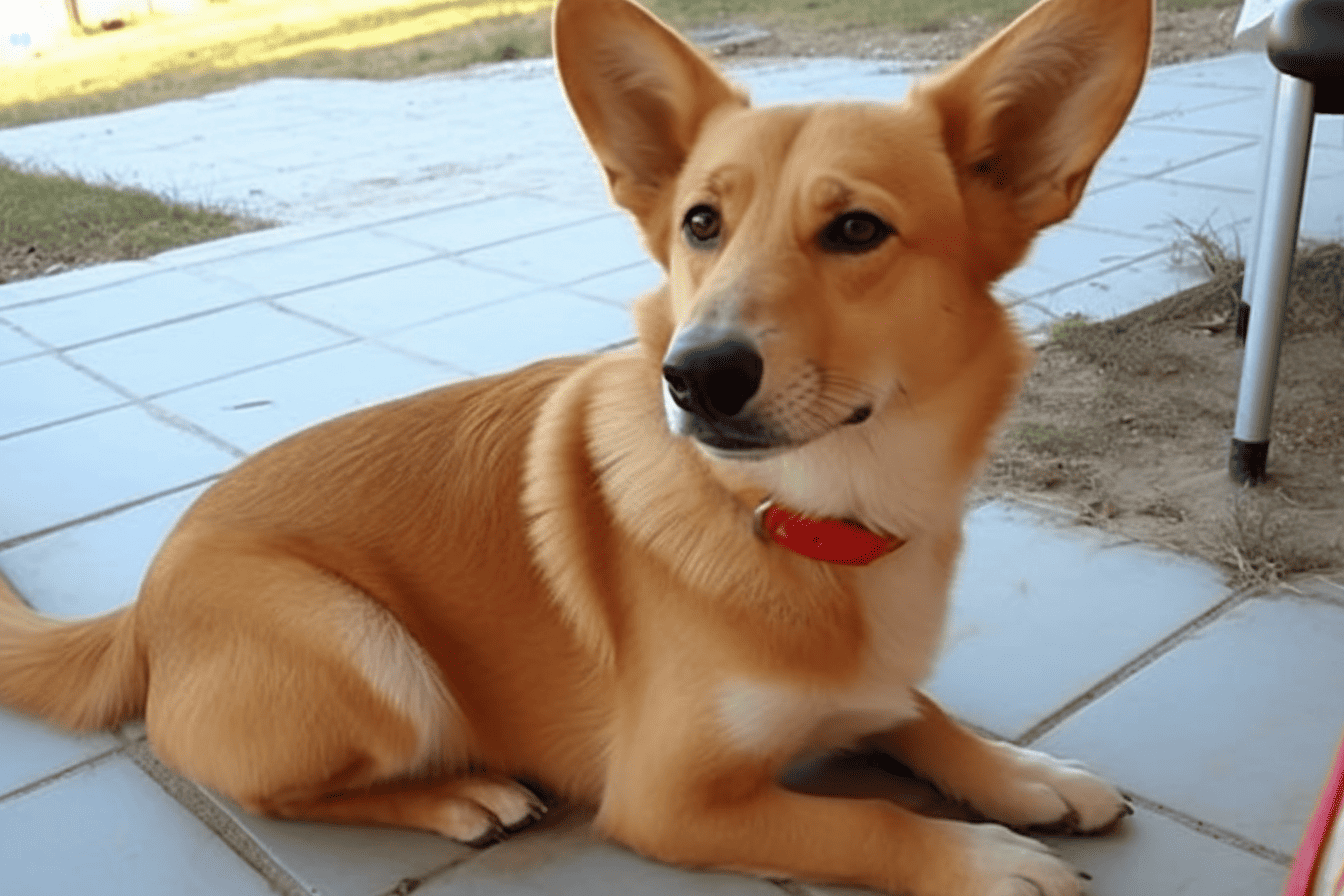 A Fascinating Fact About Dorgis