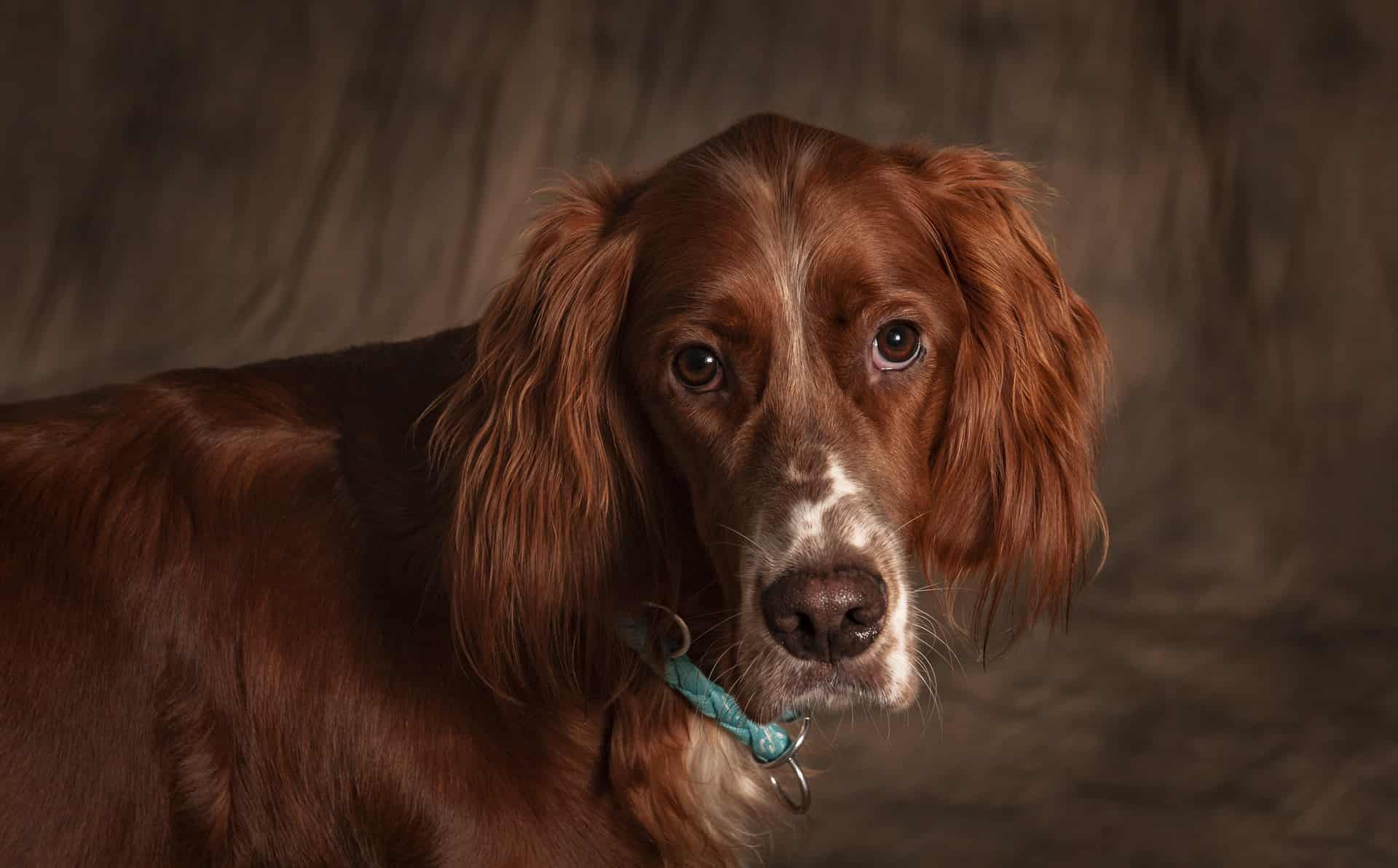 Adorable red Irish Setter with soulful eyes, perfect for a loving family.