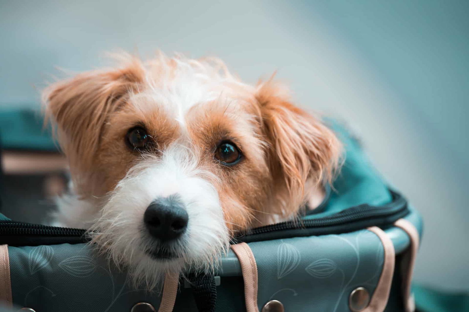 High-quality image of a cute dog resting in a pet carrier, demonstrating comfort and safety. Perfect for pet care and travel-related content.