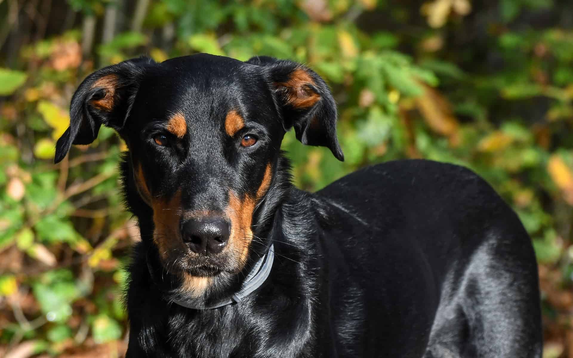 Cute Doberman breed dog with black and tan coat relaxing in nature.