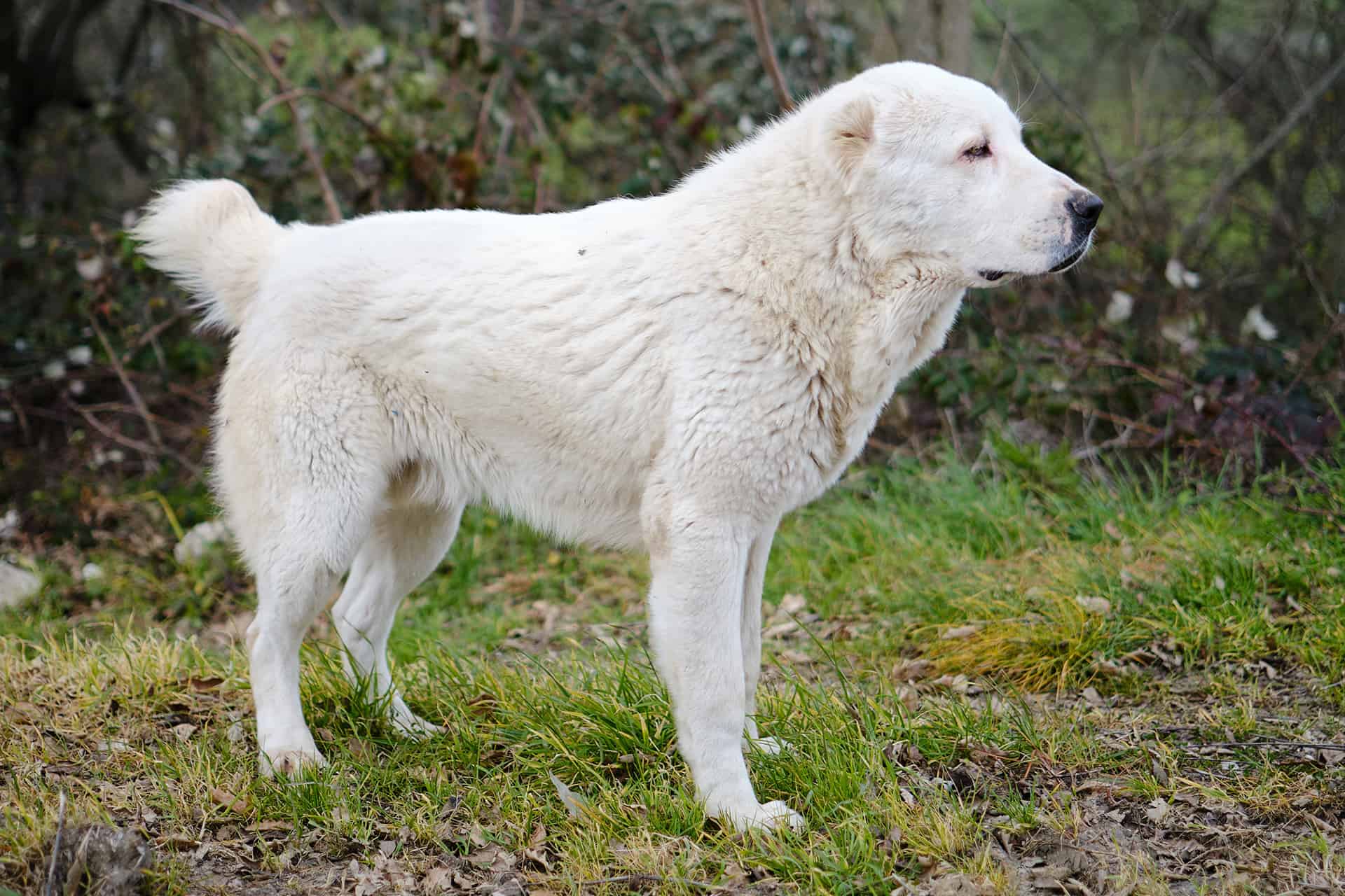 Dog exploring outdoors in green grassy field with bushes.