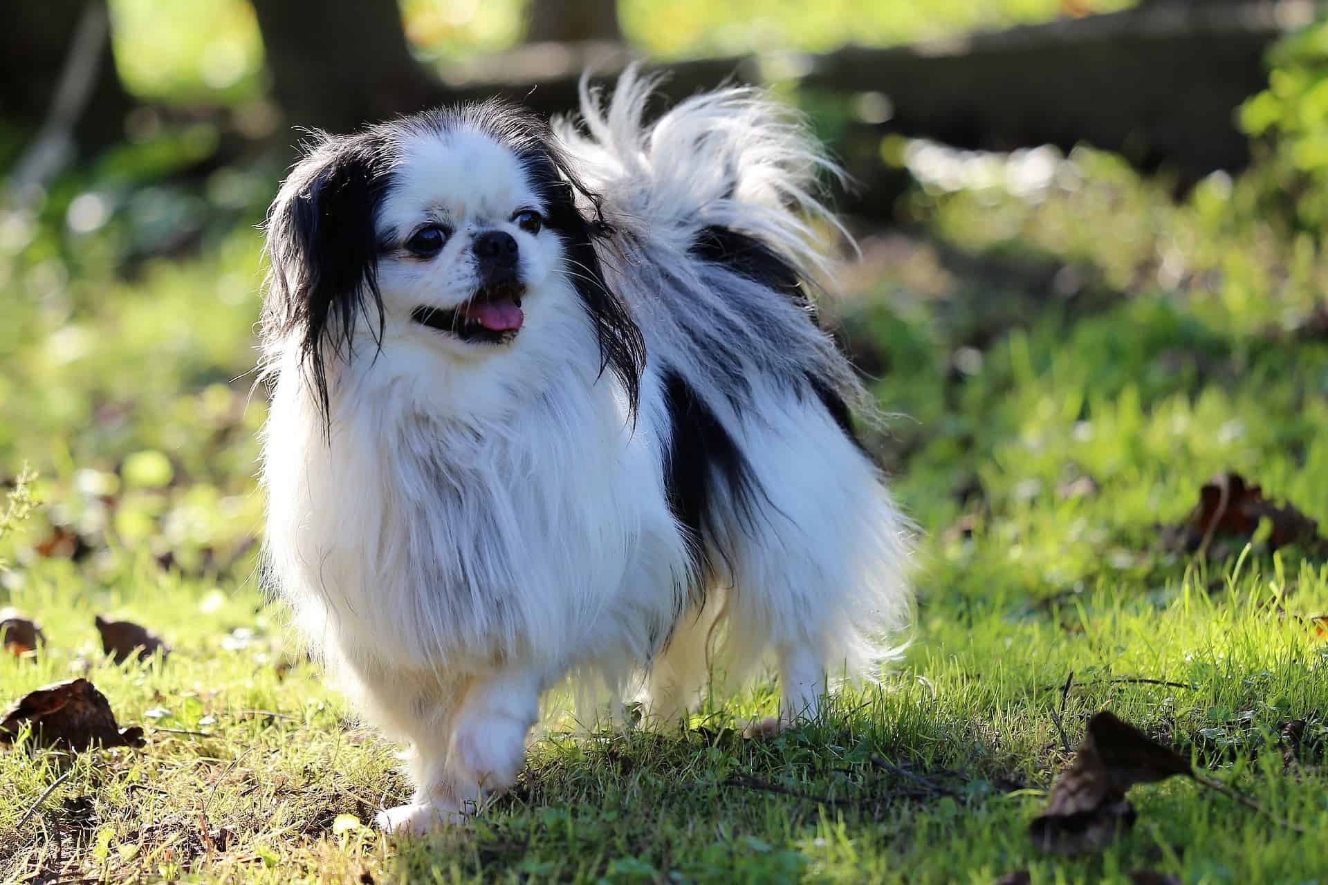 Adorable Papillon dog with black and white fur, playing on grass in bright outdoor setting.