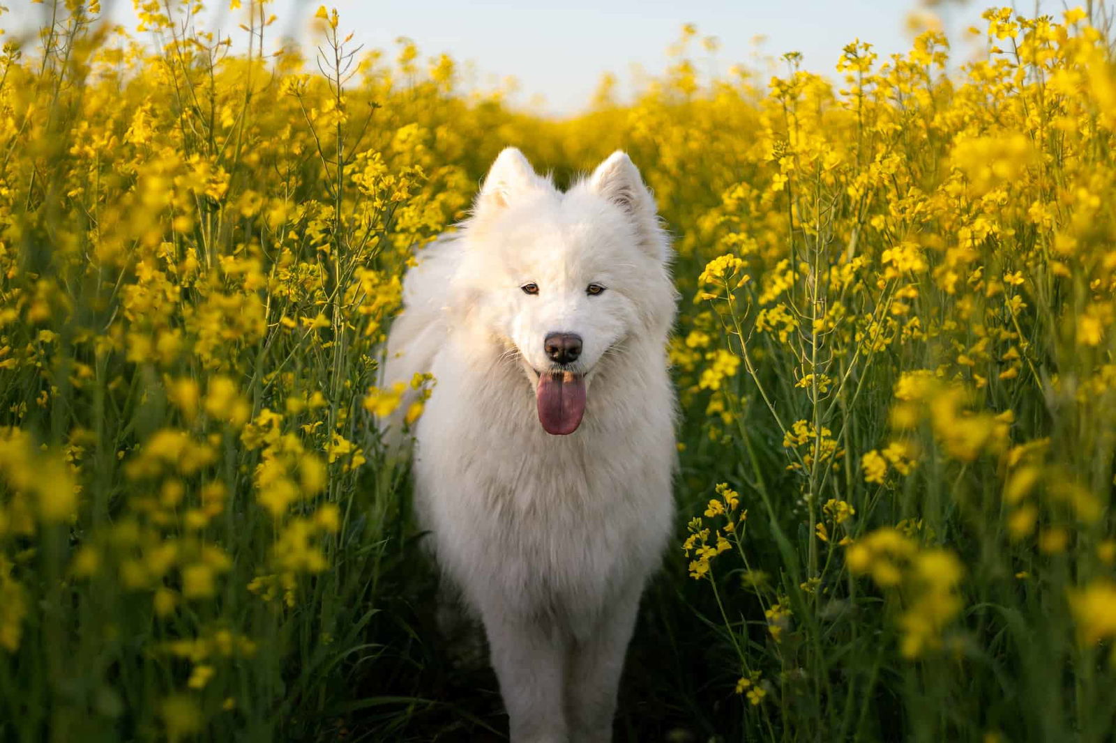 Samoyed photo 1